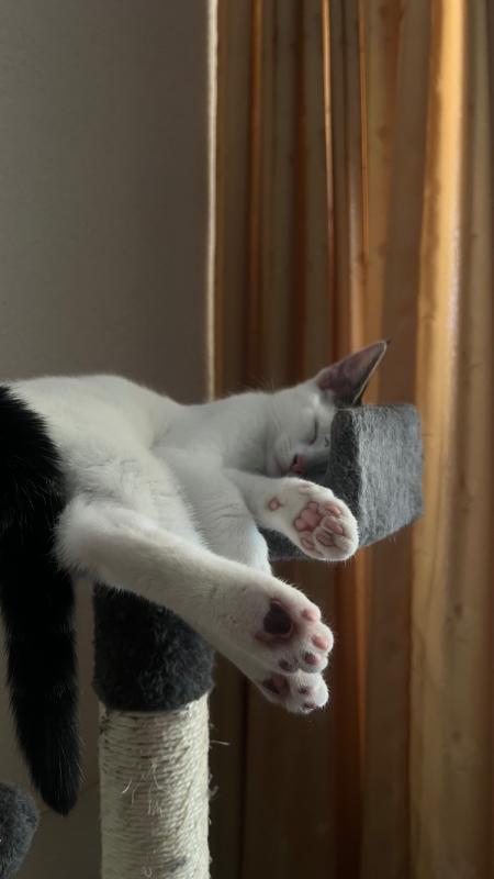 Suki