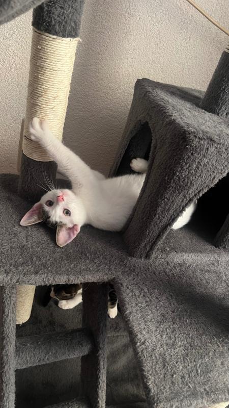 Suki