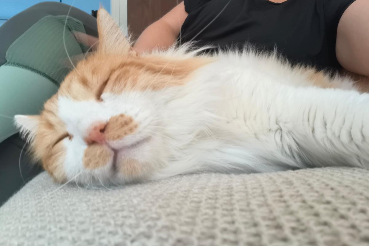 Aslan
