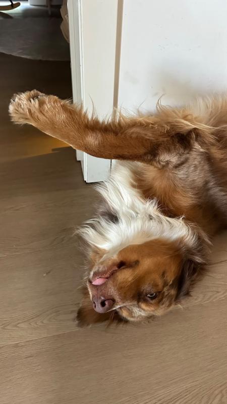 Toby