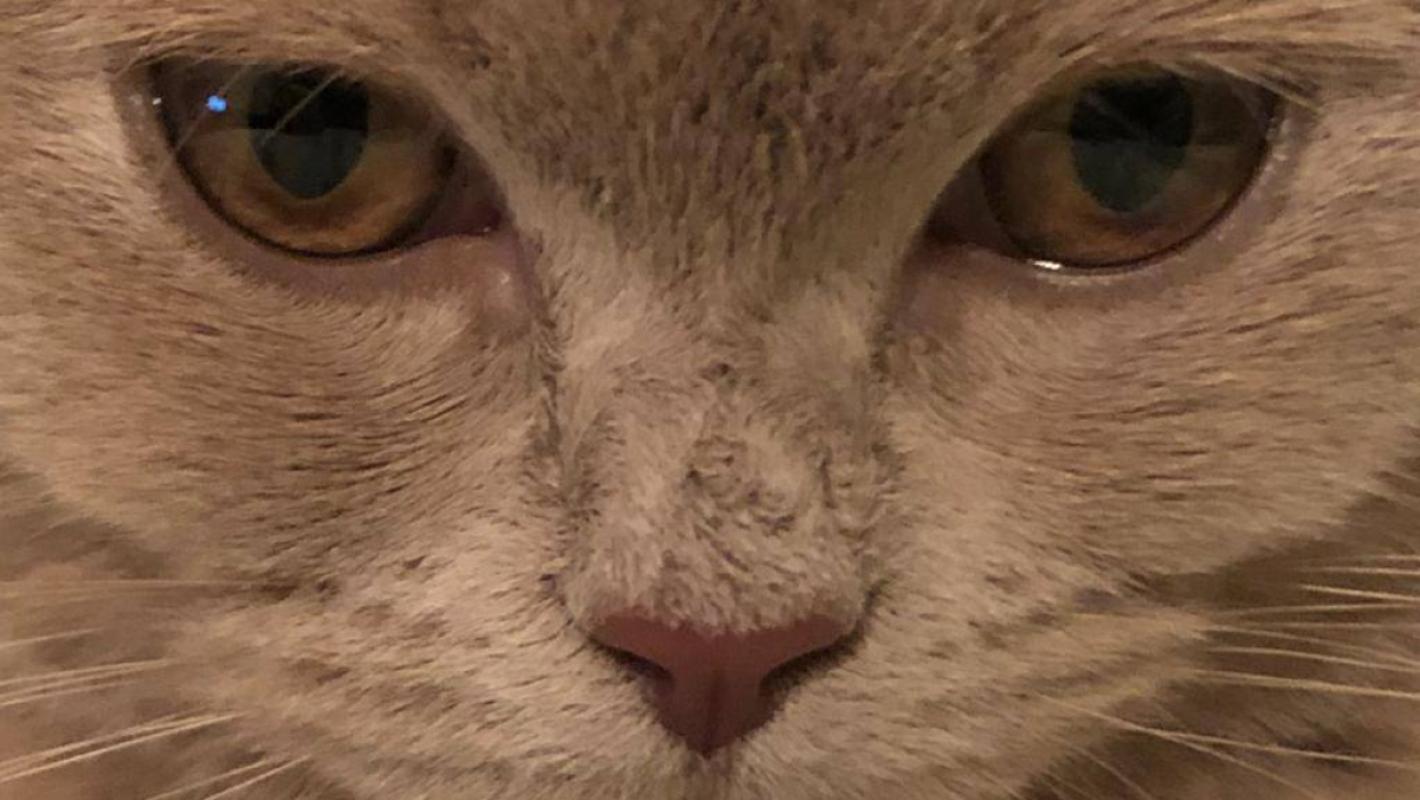 Yuki