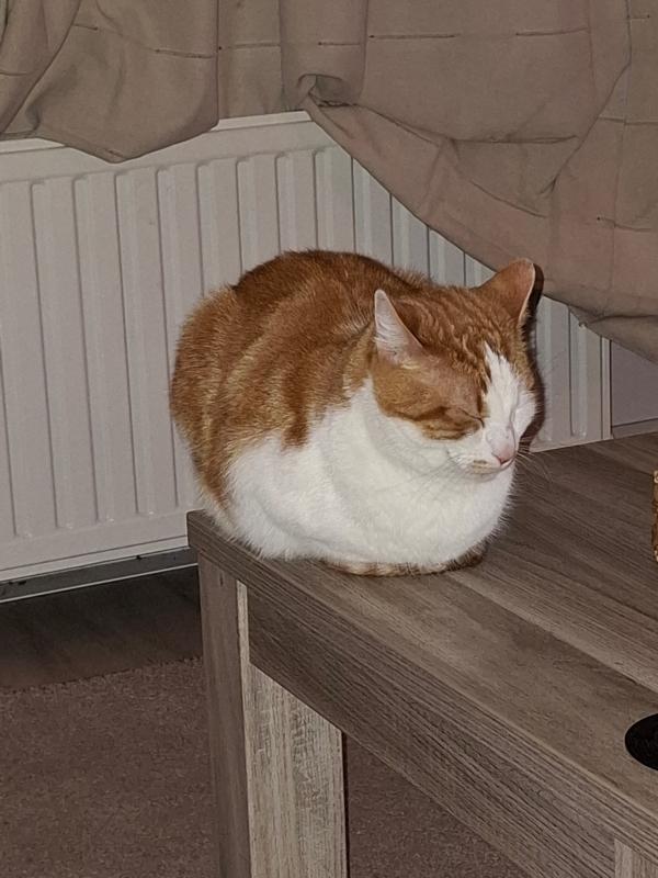 Loki