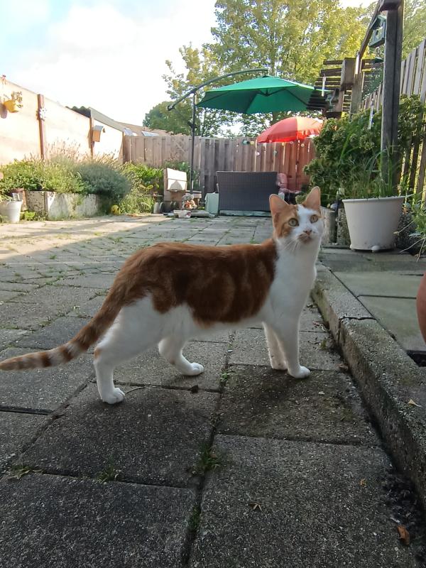 Loki