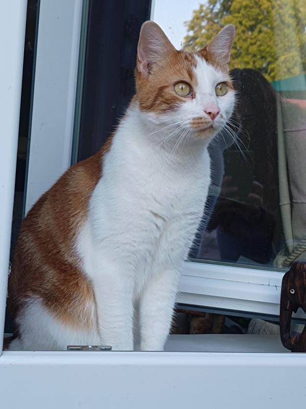 Loki