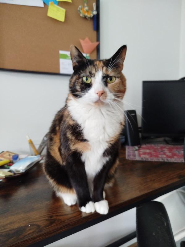 Lulu