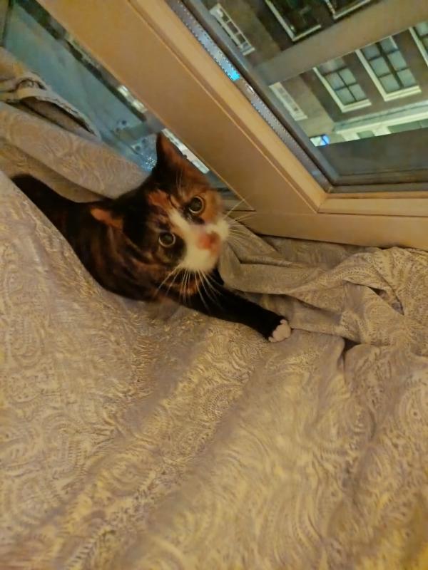 Lulu