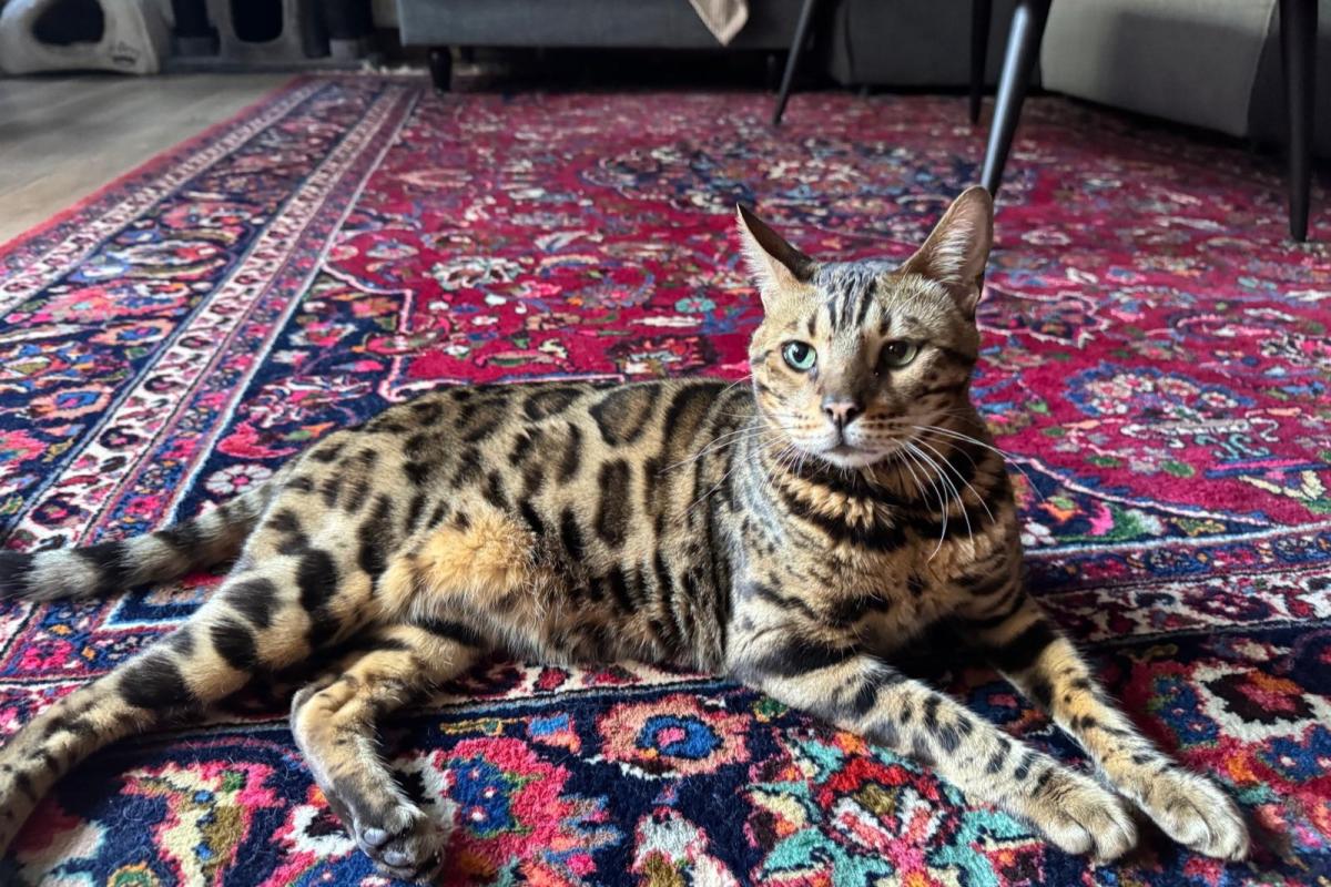 Leo