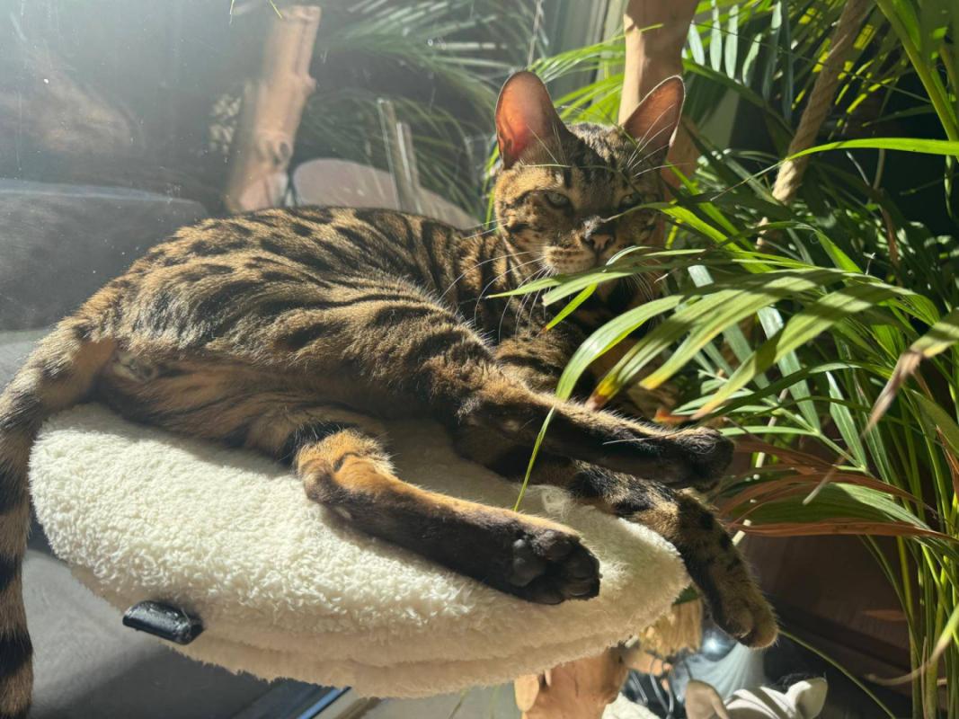 Leo