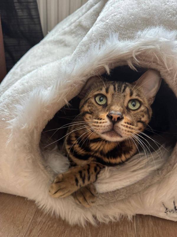 Leo