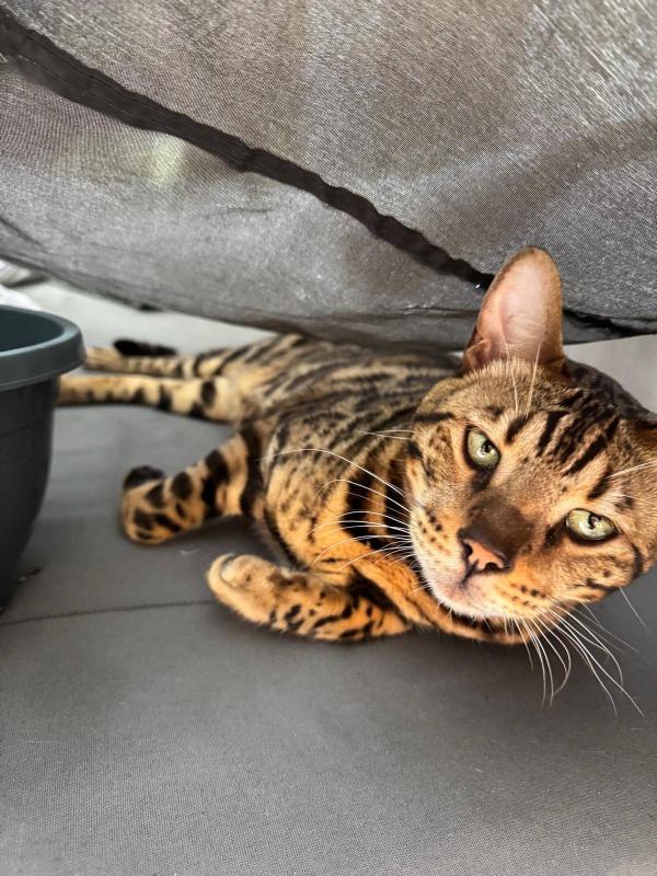 Leo