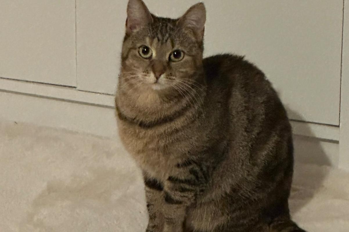 Loki