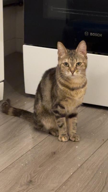 Loki