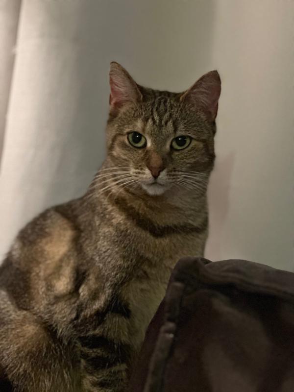Loki