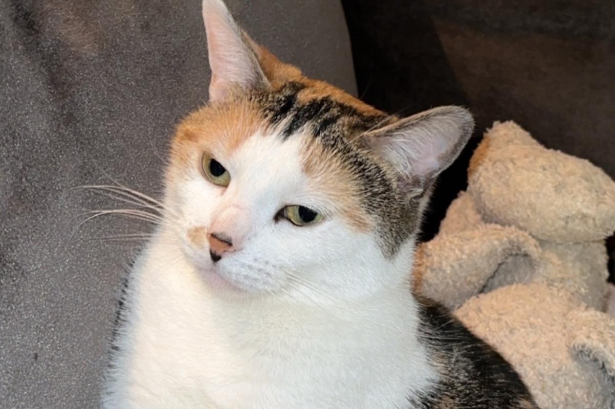 Bella