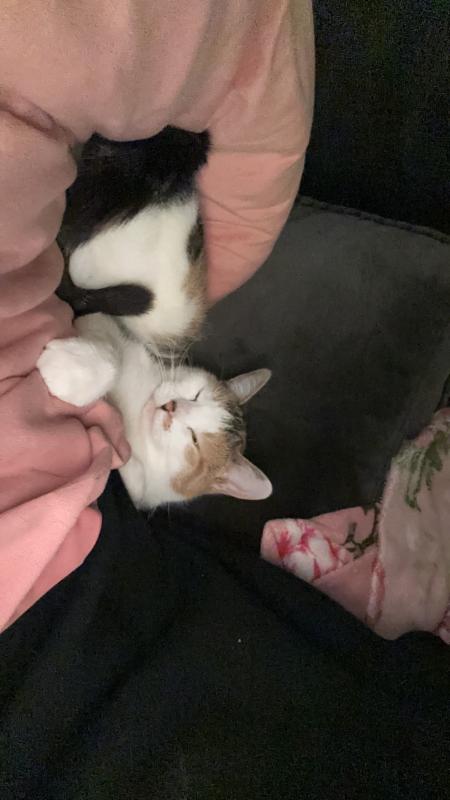 Bella