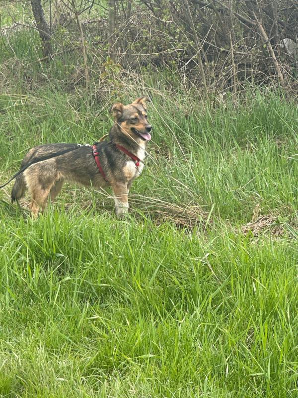 Maxi