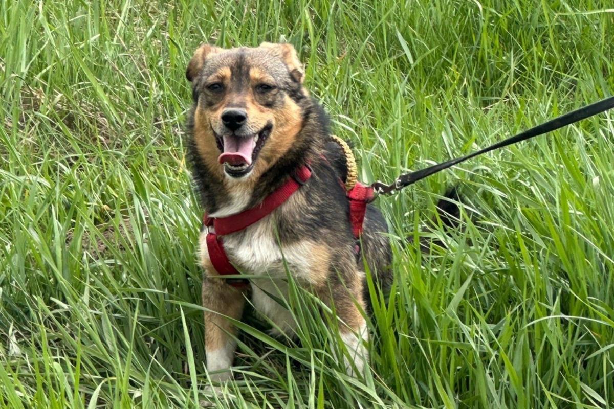 Maxi
