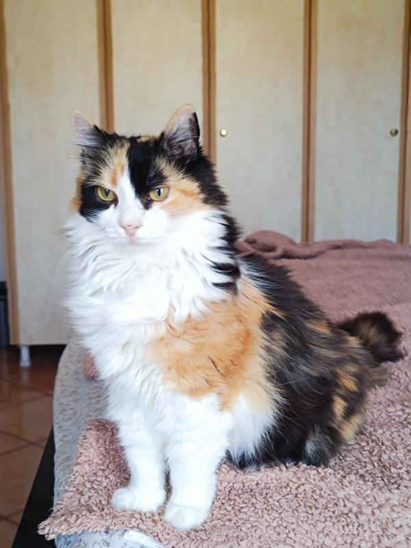 Titi (Tsitsika)