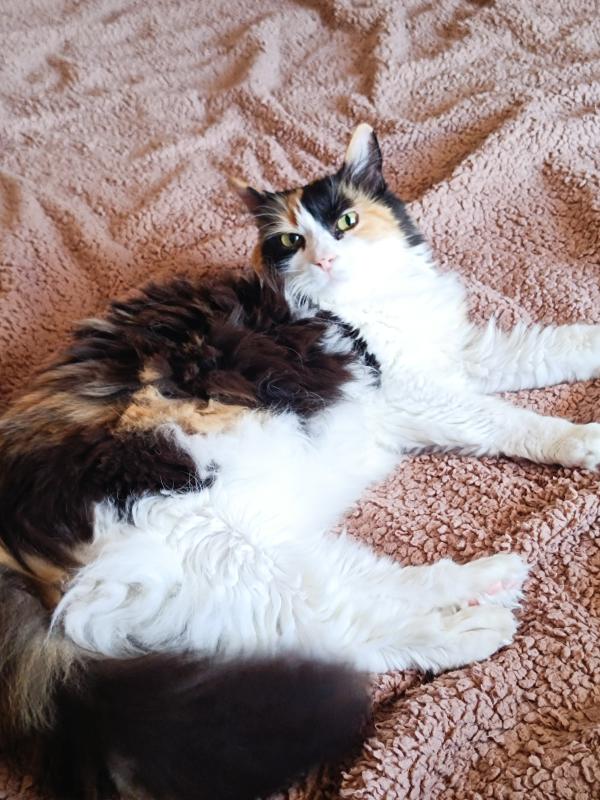 Titi (Tsitsika)
