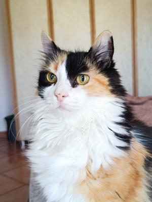 Titi (Tsitsika)