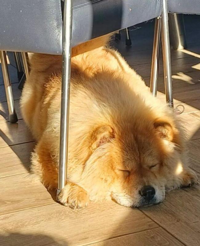 Beertje