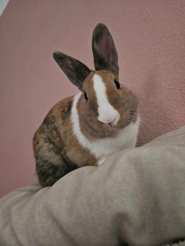 Gilbert