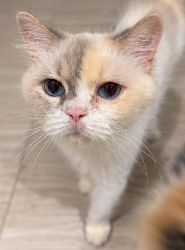 Kealira