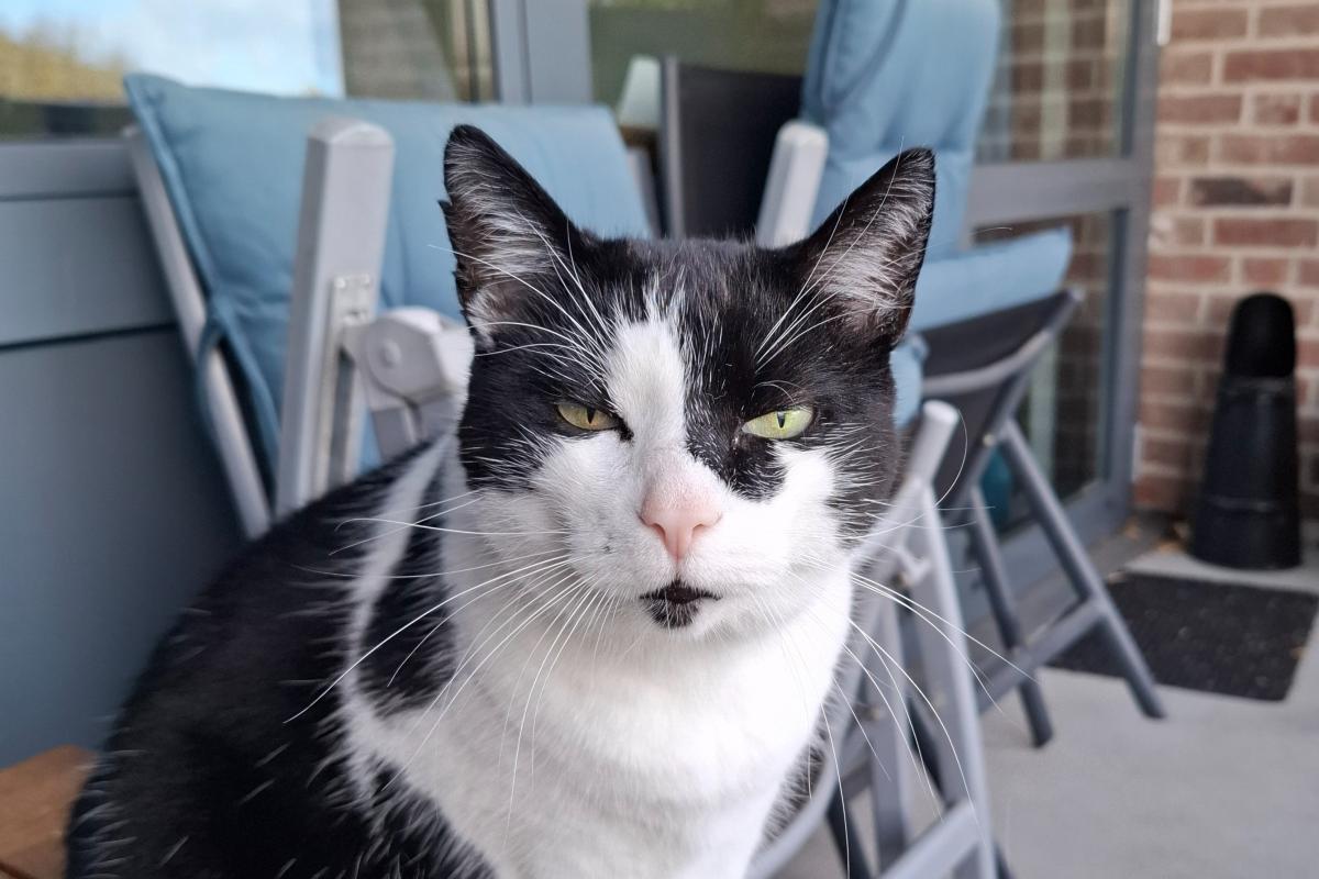 Kat