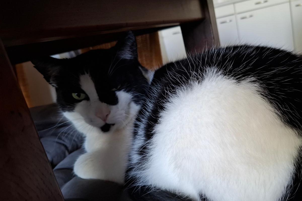 Kat