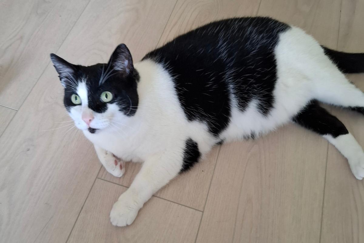 Kat