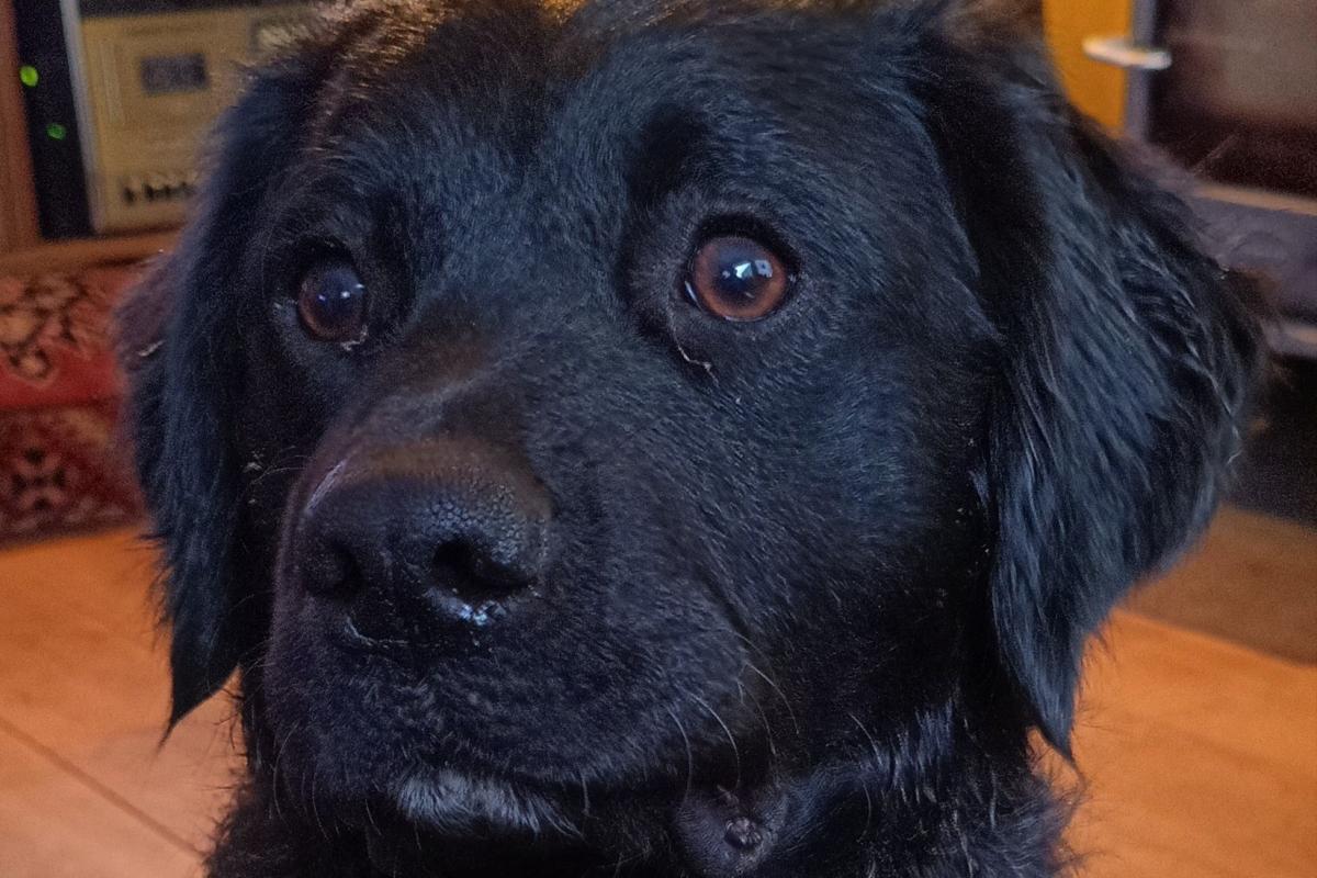 Koos
