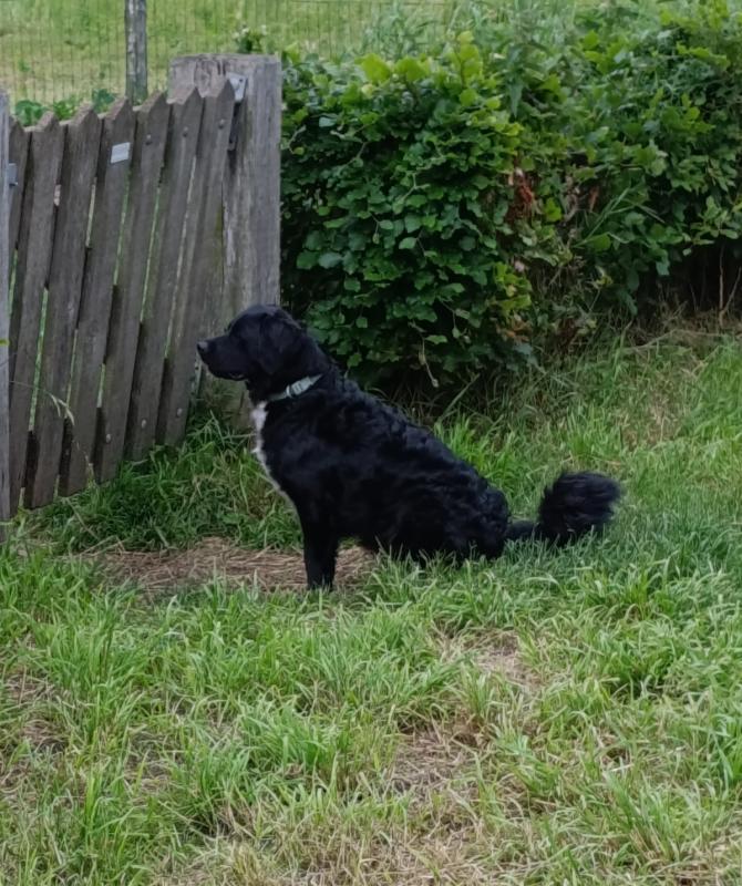 Koos