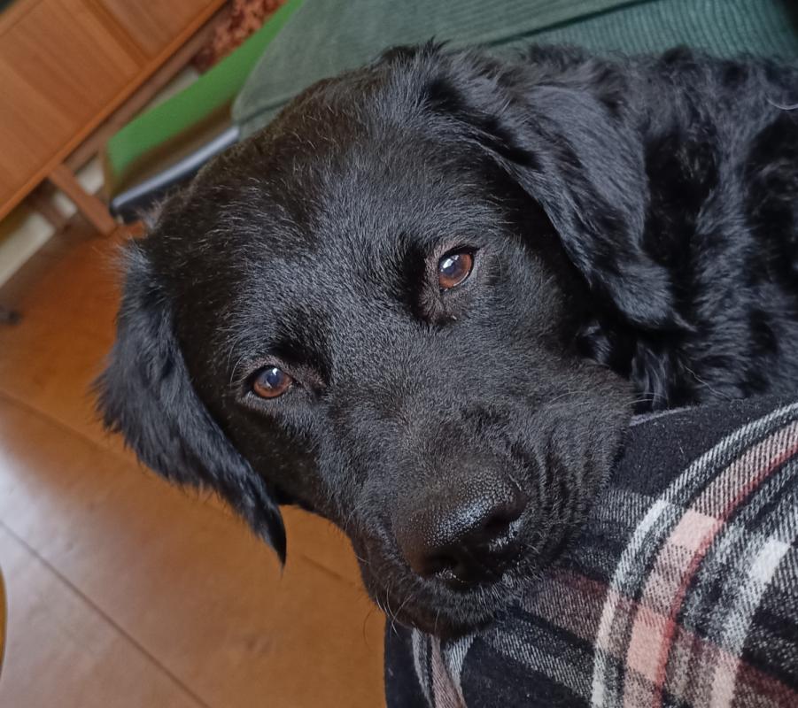 Koos