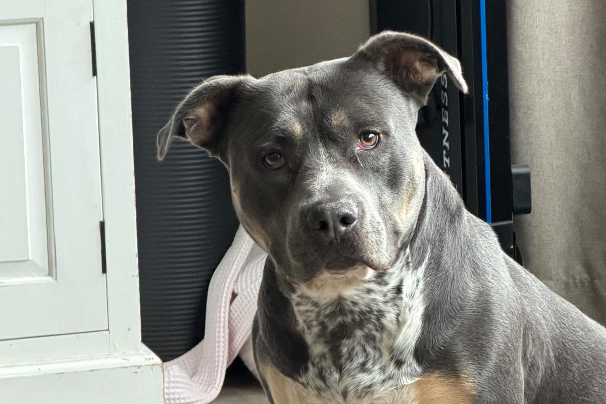 Bleu