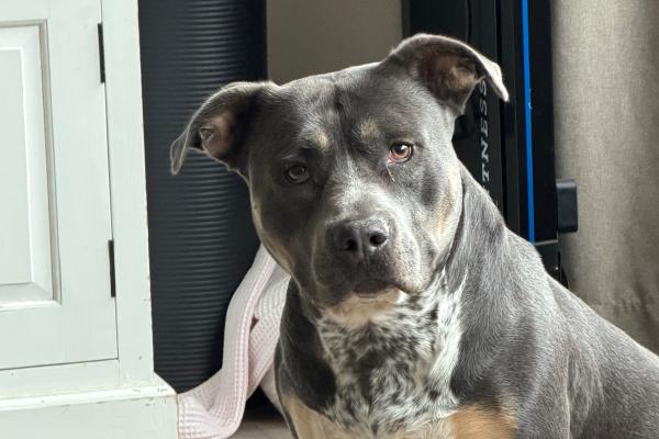 Bleu