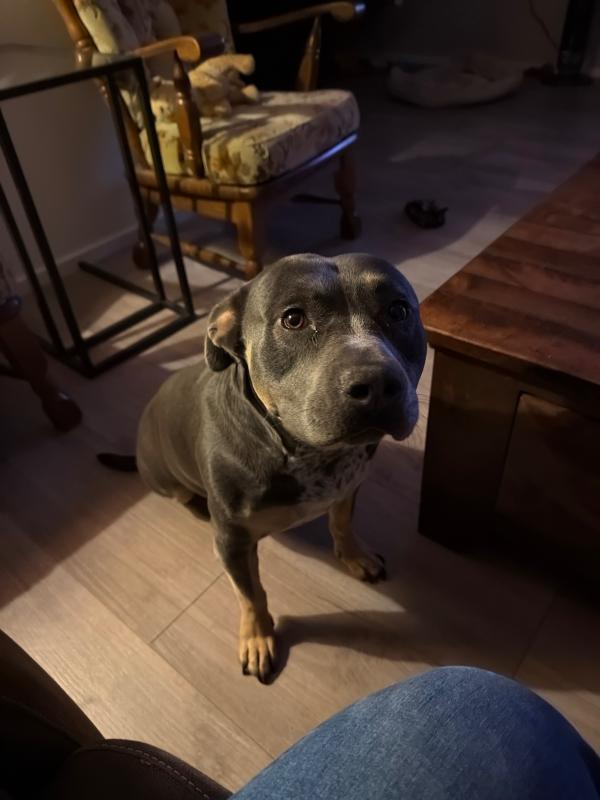 Bleu