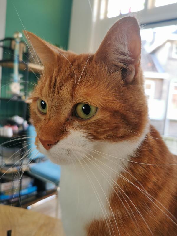 Simba