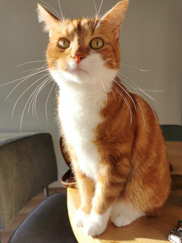 Simba