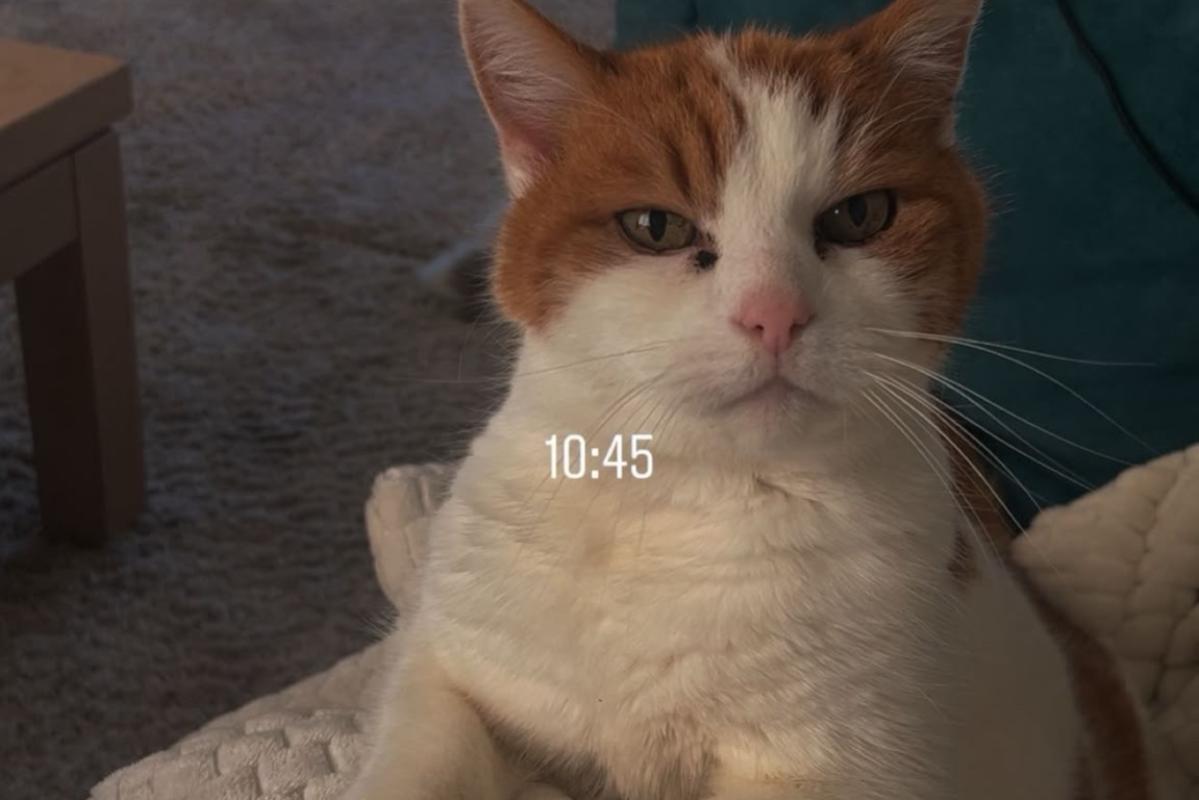 Simba