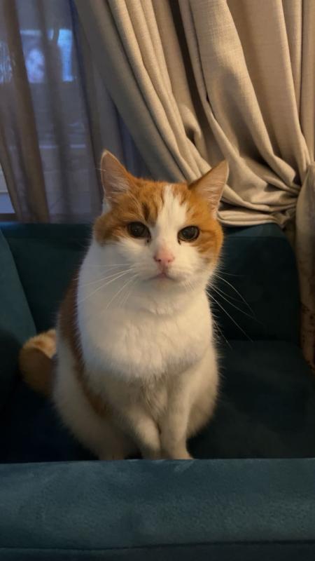 Simba