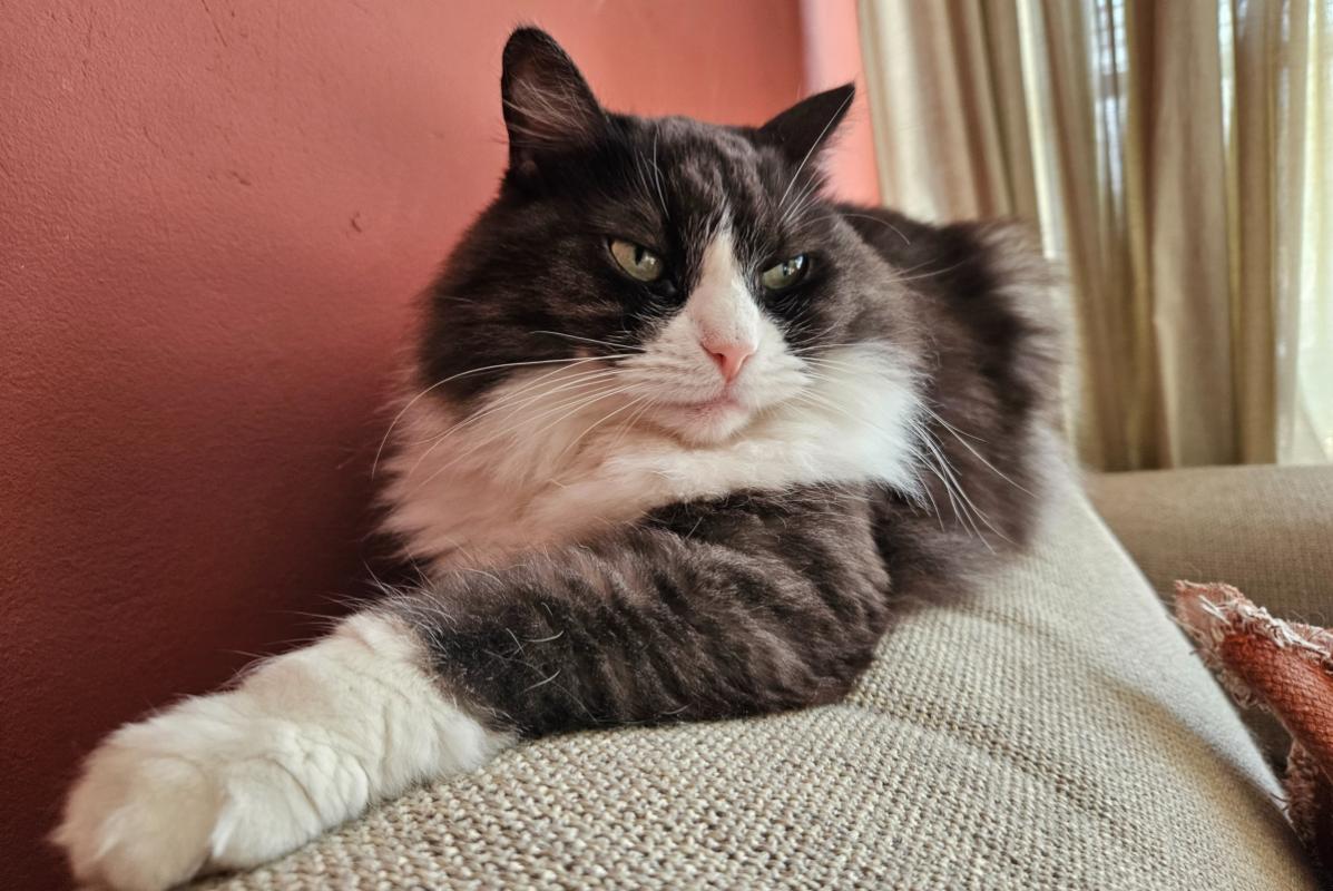 Mia