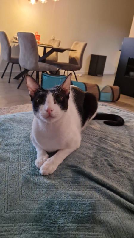 Millie