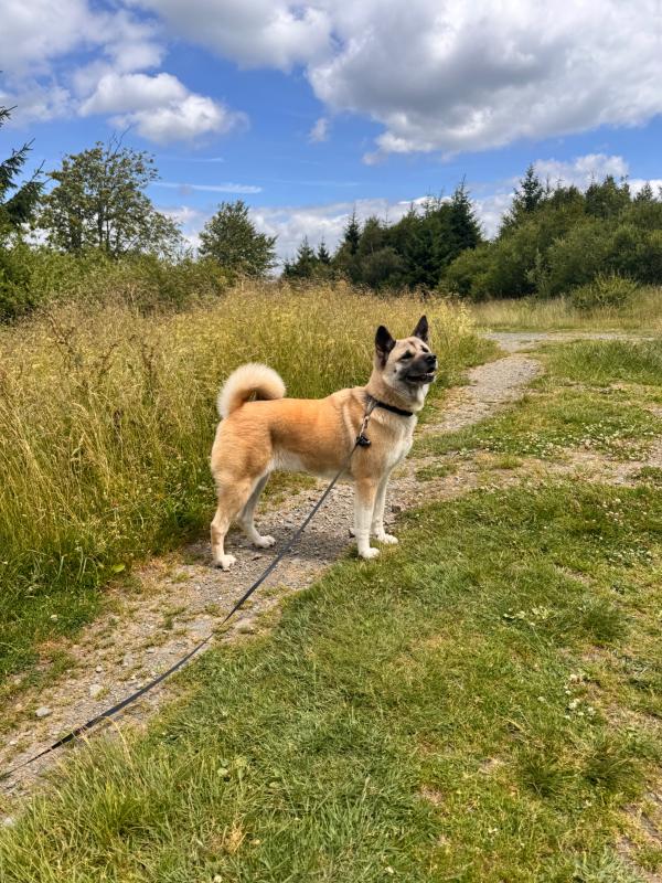 Mika