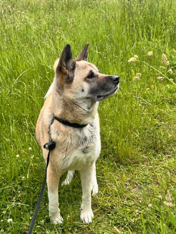 Mika