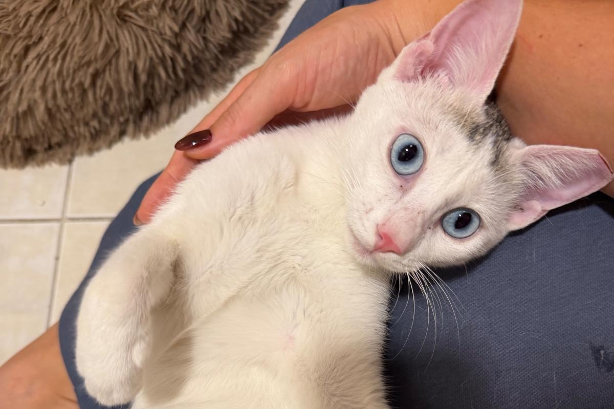 Bowie