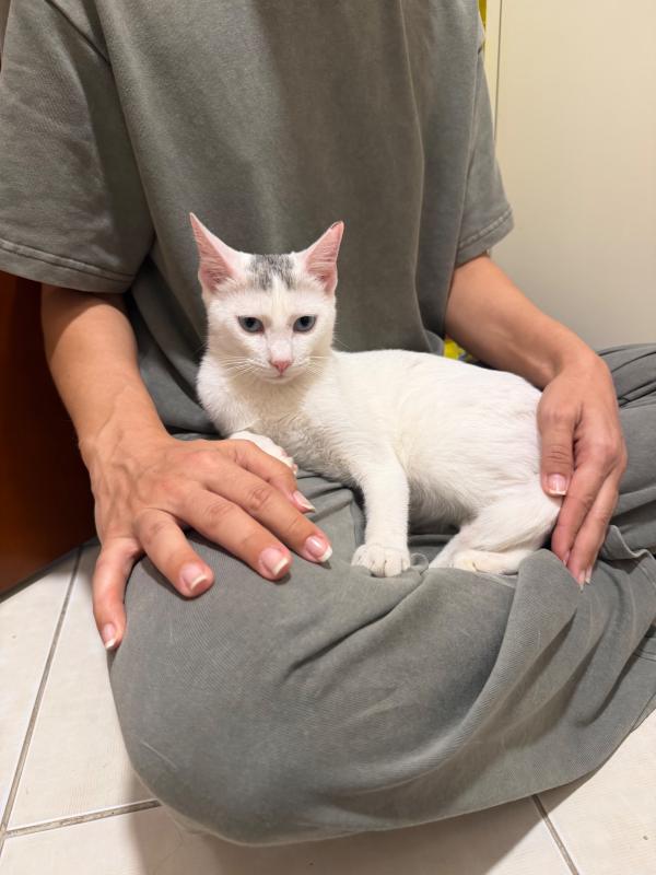 Bowie