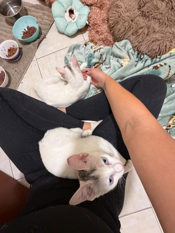 Bowie