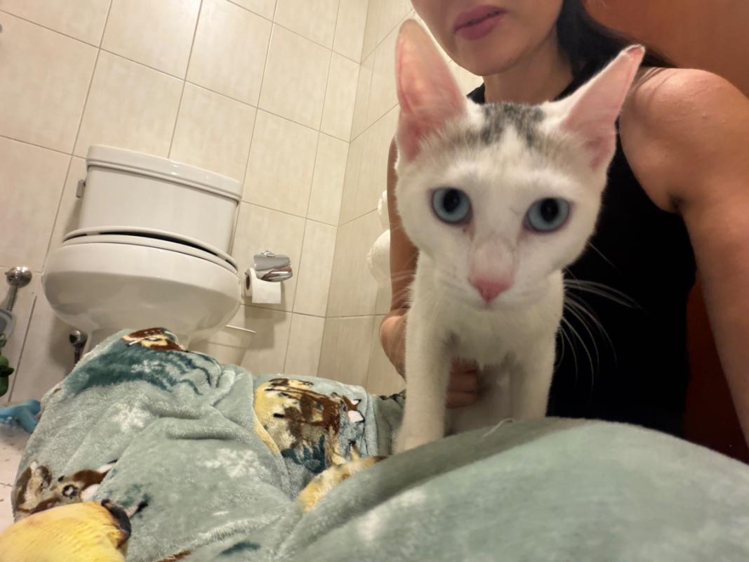 Bowie
