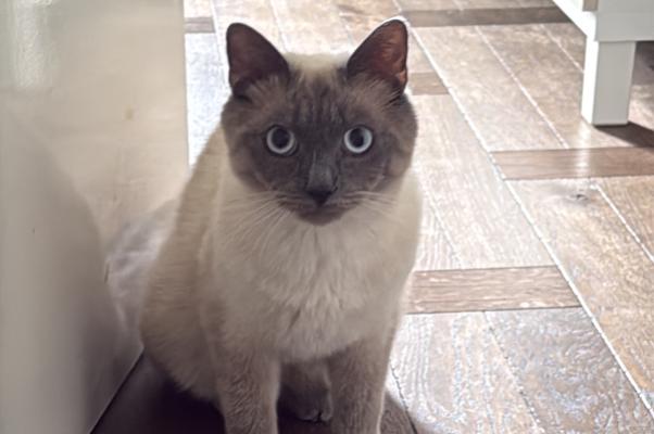 Bluey