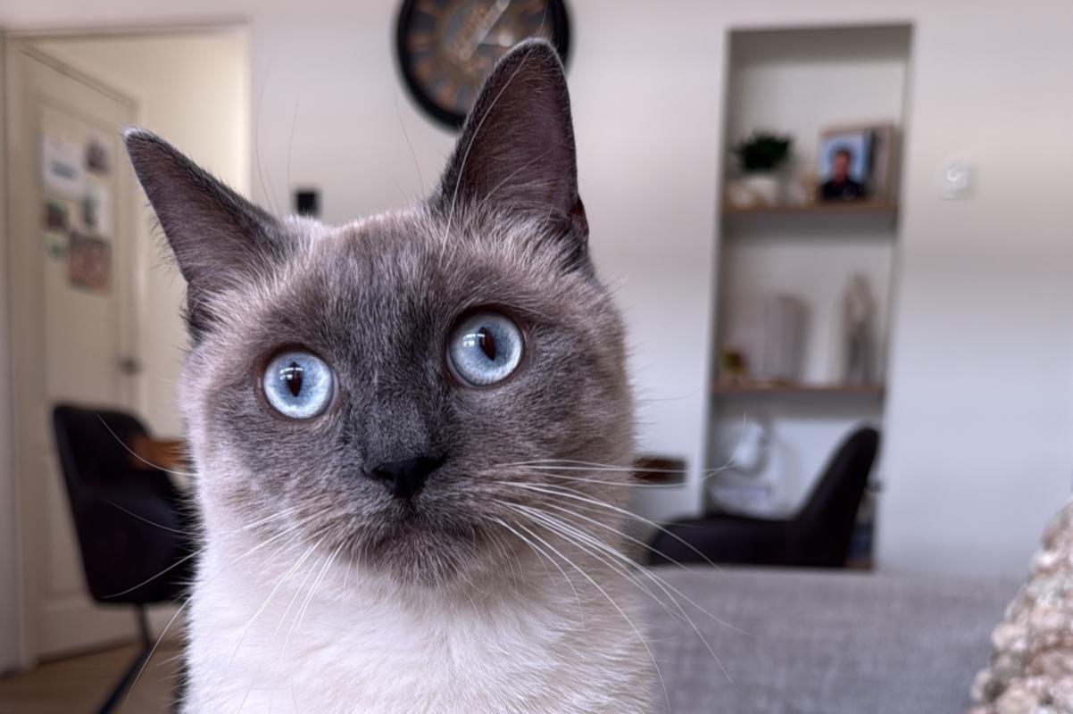 Bluey